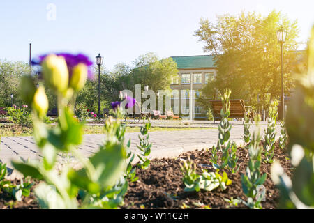 Blumen blühen in Rasen vor dem Hintergrund der Schule. High School an einem sonnigen Sommertag. Stockfoto