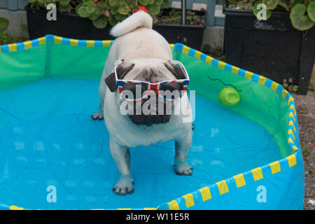 Mops Hund stehend in ein Planschbecken mit Kugeln, Abkühlung bei heißem Wetter Stockfoto