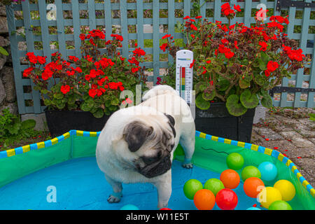 Mops Hund stehend in ein Planschbecken mit Kugeln, Abkühlung bei heißem Wetter Stockfoto