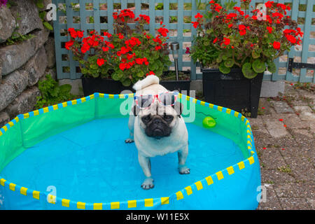 Mops Hund stehend in ein Planschbecken mit Kugeln, Abkühlung bei heißem Wetter Stockfoto