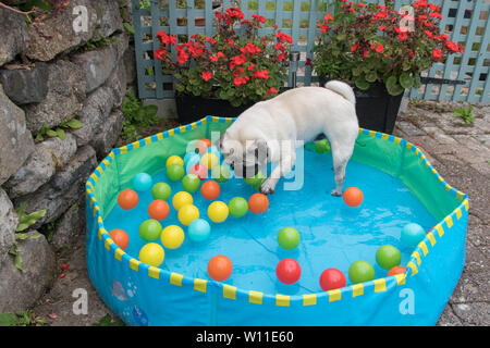 Mops Hund stehend in ein Planschbecken mit Kugeln, Abkühlung bei heißem Wetter Stockfoto