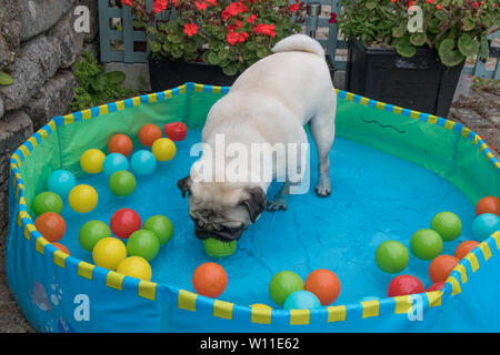 Mops Hund stehend in ein Planschbecken mit Kugeln, Abkühlung bei heißem Wetter Stockfoto