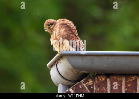 Closeup Portrait eines weiblichen Turmfalke (Falco tinnunculus) ruht und das Putzen in die dachrinne eines Hauses Stockfoto