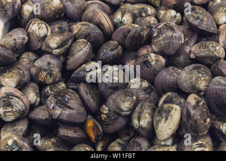 Viel frische geschlossen Austern auf Eis. Close Up. Sea Food. Chinesische Seafood Market in Buenos Aires Stockfoto