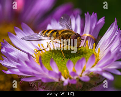 Male Epistrophe grossulariae hoverfly bestäuben eine lila Aster Blume in Ein englischer Garten Stockfoto