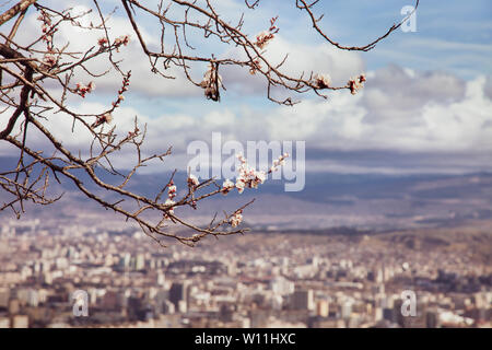 Frühling blühende Aprikosenbäume in georgianischer Landschaft Stockfoto