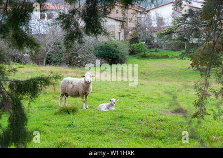 Mutter Schaf mit Lamm in einem Feld im Frühling Stockfoto