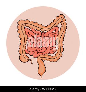 Darm Medizin Regelung Anatomie der menschlichen Handdraw Vector Illustration Stock Vektor