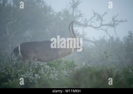 Gemeinsame wasserbock Stier, Kobus ellipsiprymnus Ellipsiprymnus, Kwandwe Game Reserve, Südafrika Stockfoto