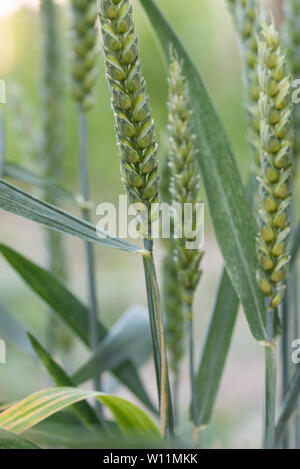 Unreife grüne Ohren von Weizen - Triticum aestivum closeup Stockfoto