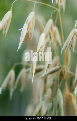 Oat Anlage mit Körner - Avena sativa im Feld Stockfoto