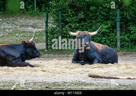 Heckrinder, Bos primigenius Taurus, behauptete die ausgestorbenen Auerochsen zu ähneln. Stockfoto