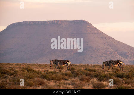 Cape Mountain Zebra, Equus zebra Zebra, Mountain Zebra National Park, Südafrika Stockfoto