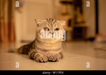 Scottish Fold Katze, die auf dem Boden kauerte. Katze lag auf dem Boden. Scottish Fold cat. cat in warmen Tönen Stockfoto