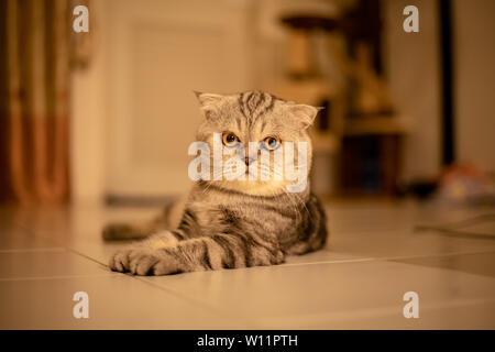 Scottish Fold Katze, die auf dem Boden kauerte. Katze lag auf dem Boden. Scottish Fold cat. cat in warmen Tönen Stockfoto