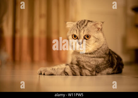 Scottish Fold Katze, die auf dem Boden kauerte. Katze lag auf dem Boden. Scottish Fold cat. cat in warmen Tönen Stockfoto