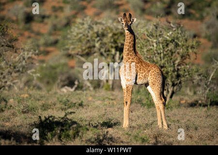 Junge südlichen giraffe Giraffa Camelopardalis giraffa,, Samara Game Reserve, Südafrika Stockfoto