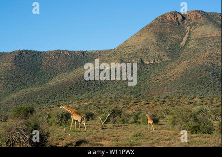 Südliche giraffe Giraffa Camelopardalis mit Jungen, giraffa, Samara Game Reserve, Südafrika Stockfoto