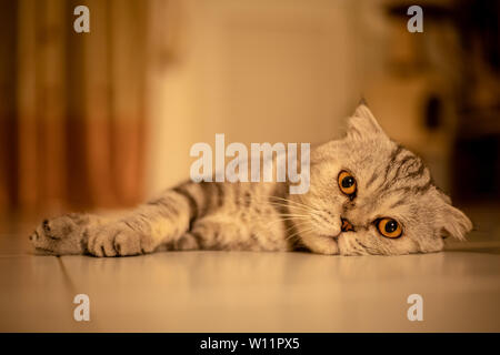 Scottish Fold Katze, die auf dem Boden kauerte. Katze lag auf dem Boden. Scottish Fold cat. cat in warmen Tönen Stockfoto