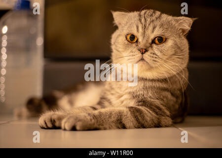 Scottish Fold Katze, die auf dem Boden kauerte. Katze lag auf dem Boden. Scottish Fold cat. cat in warmen Tönen Stockfoto