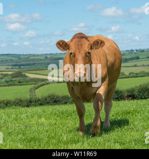 South Devon Rinder Stockfoto