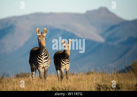 Cape Mountain Zebra mit Jungen, Equus zebra Zebra, Samara Game Reserve, Südafrika Stockfoto