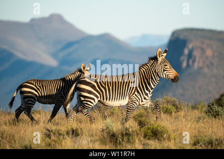 Cape Mountain Zebra mit Jungen, Equus zebra Zebra, Samara Game Reserve, Südafrika Stockfoto
