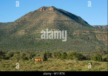 Red Hartebeest, Alcelaphus caama, Samara Game Reserve, Südafrika Stockfoto