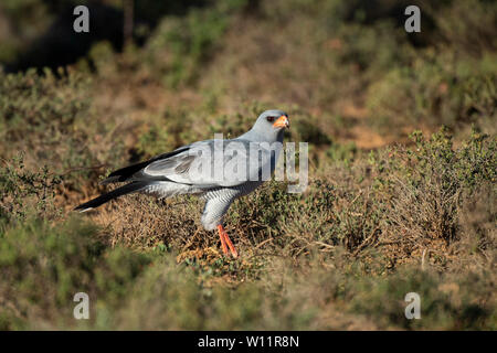 Blass chanting Goshawk, Melierax poliopterus, Samara Game Reserve, Südafrika Stockfoto