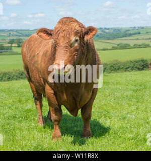 South Devon bull Stockfoto