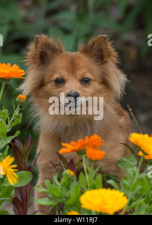 Pomeranian Hund in Blumen Stockfoto