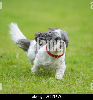 shih tzu läuft auf die Kamera zu Stockfoto