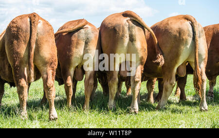 South Devon Stiere Stockfoto