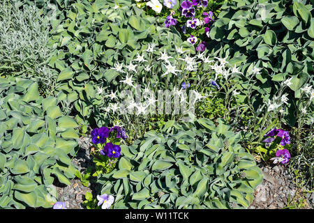 Dekorative pflanzen Hosta mit grünen Blättern für die Landschaftsgestaltung Design im Park oder Garten auf dem Beet unter blauen und weißen Blumen. Die Hostas sind unpreten Stockfoto