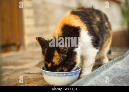 Eine schöne dreifarbige Katze frisst von einem blauen Keramik Schüssel in einem Sommer Yard vor der Haustür. Niedliche Haustiere. Stockfoto