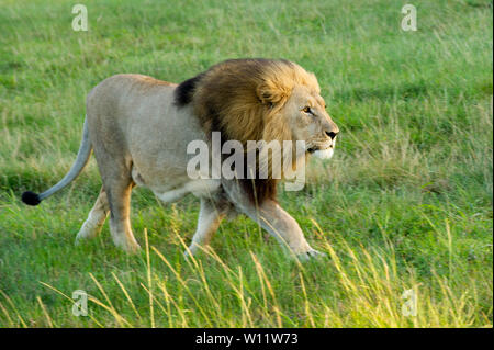 Paarung lion Paar, Leo, Panthero Sibuya Game Reserve, Südafrika Stockfoto