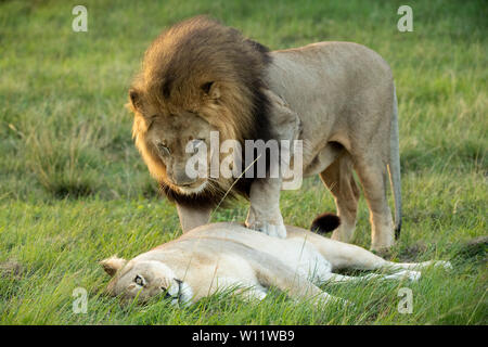 Paarung lion Paar, Leo, Panthero Sibuya Game Reserve, Südafrika Stockfoto