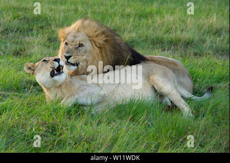 Paarung lion Paar, Leo, Panthero Sibuya Game Reserve, Südafrika Stockfoto