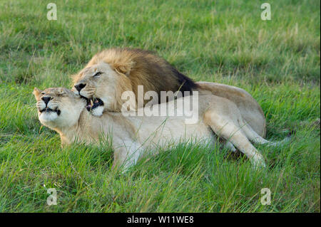 Paarung lion Paar, Leo, Panthero Sibuya Game Reserve, Südafrika Stockfoto