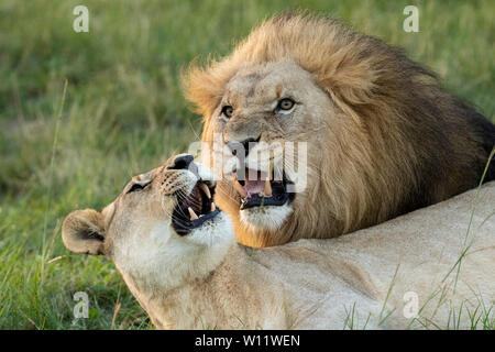 Paarung lion Paar, Leo, Panthero Sibuya Game Reserve, Südafrika Stockfoto