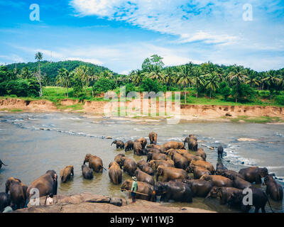 Elefanten baden in der Oya Fluß in Sri Lanka, Pinnawala Elefanten Waisenhaus Stockfoto