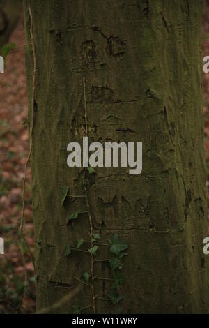 Natürliche Rustics Lifestyle-Namen aus der Vergangenheit in einen Baumstamm in Essex woodland geschnitzt. Stockfoto