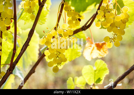 Reife saftige weiße Trauben am Weinstock im Garten. Sonnigen Weinberg Trauben Hintergrund Stockfoto