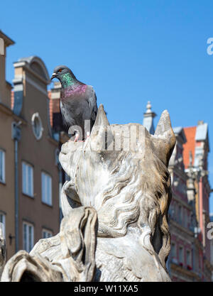 Taube auf eine Top der antiken Skulptur, Neptunbrunnen in Gdansk (Danzig) in Polen. Detail. Stockfoto
