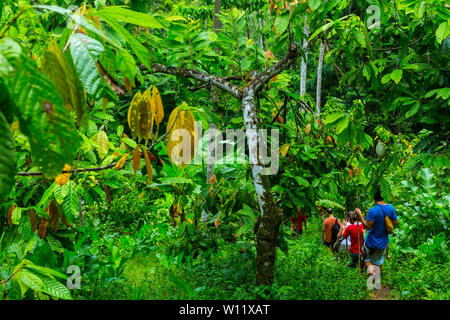 Oreba Bio-Kakao, Oeste Arriba River, Ngabe ethnische Gruppe, Bocas del Toro Provinz, Panama, Mittelamerika, Amerika Stockfoto