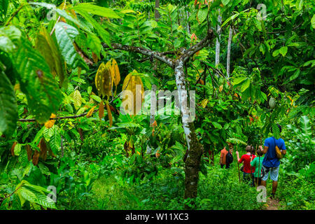 Oreba Bio-Kakao, Oeste Arriba River, Ngabe ethnische Gruppe, Bocas del Toro Provinz, Panama, Mittelamerika, Amerika Stockfoto