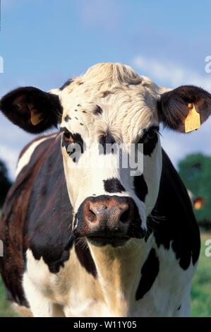 Normande grasende Kühe auf einem Feld Stockfoto