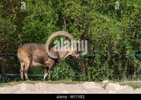 Ein männlicher Nubischen Steinböcken essen zeigen die große gebogene Hörner (Capra nubiana) an der Al Ain Zoo in der Abendsonne. Stockfoto