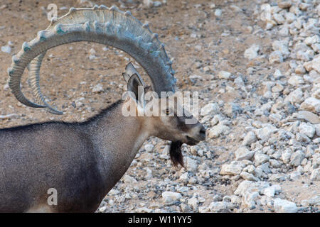 Eine Nahaufnahme eines männlichen Nubischen Steinbock stehend, sich jene große gebogene Hörner (Capra nubiana) an der Al Ain Zoo. Kopieren Raum rechts. Stockfoto