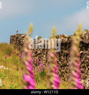 Curlew stehen auf einer Trockenmauer mit fingerhut im Vordergrund an einem schönen Sommertag, Ilkley Moor, Großbritannien Stockfoto